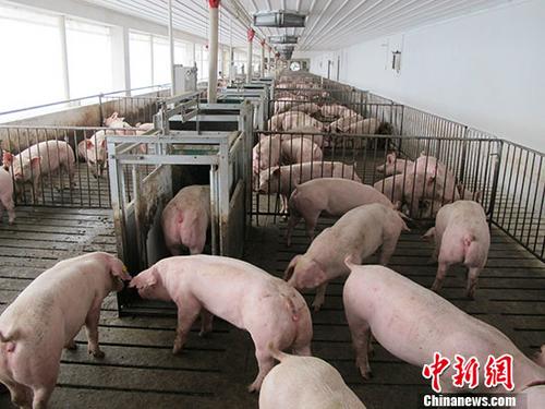 多个速冻品牌疑被查出非洲猪瘟病毒 专家:不传染人