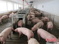 多个速冻品牌疑被查出非洲猪瘟病毒 专家:不传染人