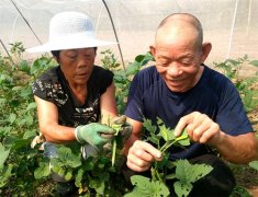 <b>山东郯城:老两口竟把害虫当成“金元宝”</b>