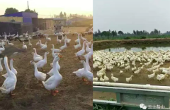 是合伙还是借贷,河北盐山县法院判决打架故意制造冤案