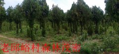 <b>山东临沂:集体山林长期被盗伐犯罪分子依然逍遥法外!</b>