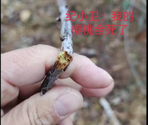 <b>大连瓦房店:樱桃树遭遇无声屠杀谁是凶手?</b>