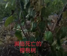 <b>大连瓦房店:“樱桃姐姐”温柔的残忍只顾赚钱?</b>