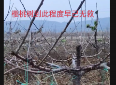 大连殿龙公司:疯狂删稿为哪般?