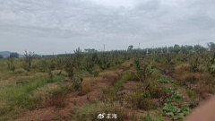 关于樱桃树死亡,逐条驳斥大连农业农村